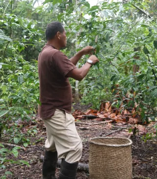 Herb grower gathering botanical materials in a mountain field