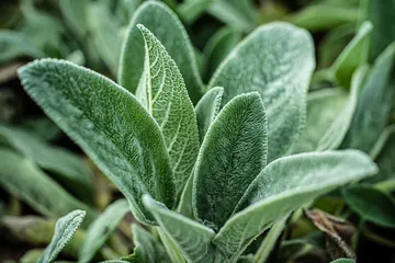 Natural products prepared for packaging and commercial distribution